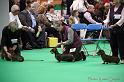 Crufts2011_2 1418